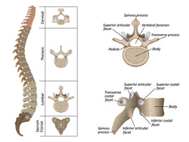 anatomie der wirbelsäule bei Chiropraktik Tajan, Hannover