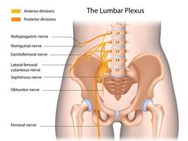 Lumbar Plexus bei Chiropraktik Tajan, Hannover